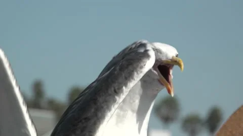 Two Seagulls Talking Talking To Each Other Video stock 208198985