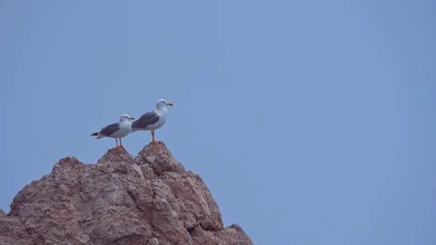 Two seagulls on the top of the cliff. Video stock 112619902