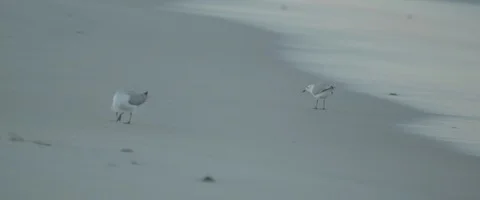 Two seagulls walking on the beach - UHD Prores 422 Stock Footage 103856533