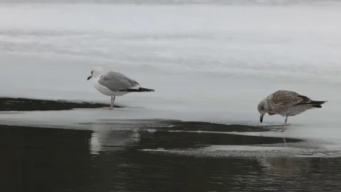 Two seagulls walking on the frozen river. Stock Footage 76219945