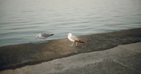 Two seagulls walking on a pier Vidéo 141745270