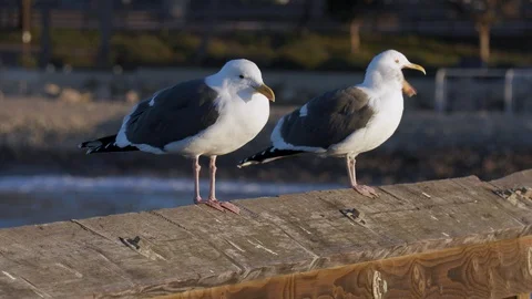 Two Seagulls watch the sun rise Видео 101040907