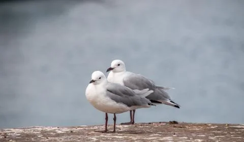 Two seagulls by the water Stock Photos