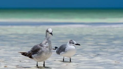 Two seagulls in the water Stock Photos