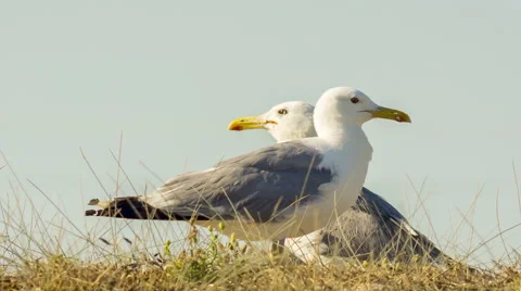 Two Seagulls In A Wild Stock-Footage 41647688