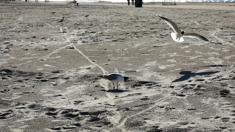 Two seaguls beach 動画素材 90223007