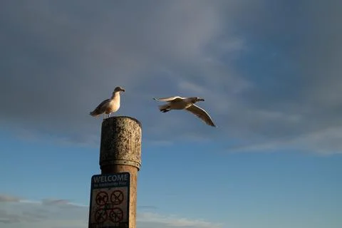 Two seaguls at the pier Foto stock