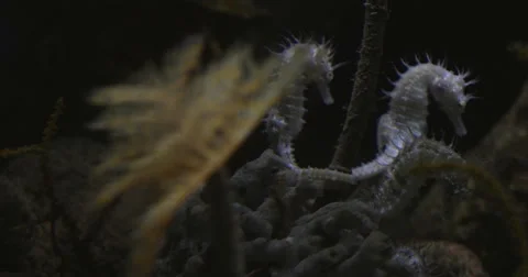 Two Seahorses 4K Stock Footage 46166195