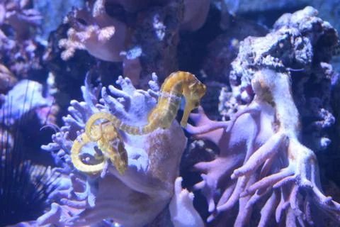 Two seahorses dancing Foto stock