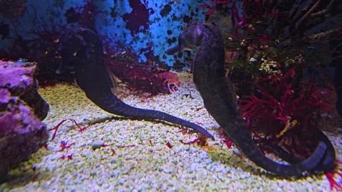 Two seahorses Stock Footage 277543776