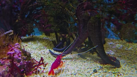 Two Seahorses with shrimp  Stock Footage 244991561