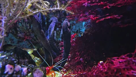 Two seahorses underwater Stock Footage 272967712