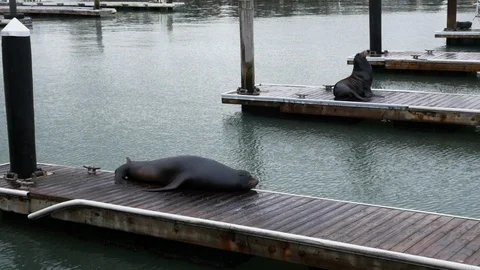 Two sealions resting on the docks in San Francisco during the rain Stock Footage 113314463