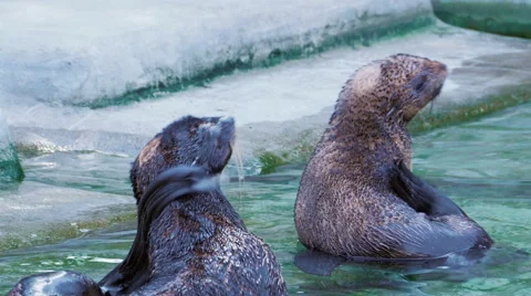 Two seals are cleaned and scratched tail in the water near the shore Stock Footage 65749378