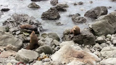 Two seals climb on the rocks Video stock 44652263