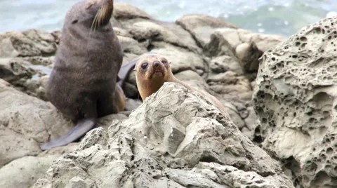 Two seals climb on the rocks Stock Footage 44652429