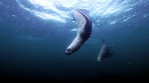 Two Seals Dive Below From Surface, Circle Each Other, Vancouver Island, Canada Stock Footage 111849919