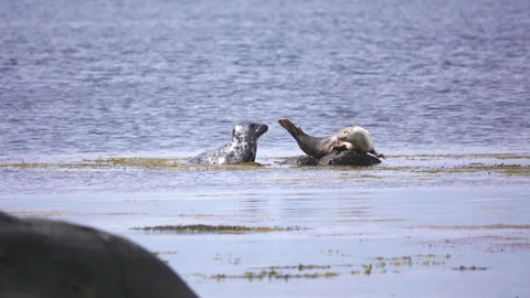 Two seals Stock Footage 134392665