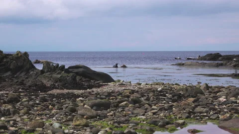 Two seals Stock Footage 134393914