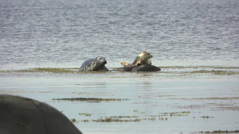 Two seals Stock Footage 134394041