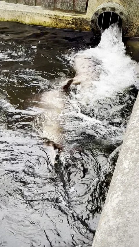 Two seals lost in their own world splashing, playing, and enjoying every dro Stock-Footage 319208090
