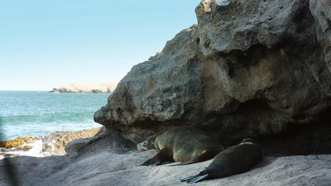 Two seals lying beneath a rock Stock Footage 88379652