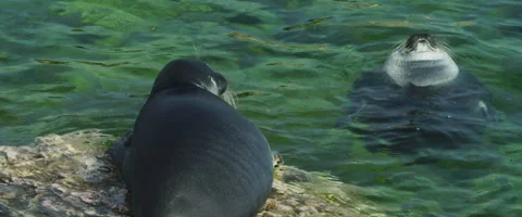 Two Seals Mating Games Stock Footage 168128840