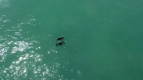 Two Seals playing in ocean. 動画素材 172961337