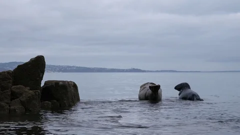 Two seals resting, looking out to sea Stock Footage 72903687