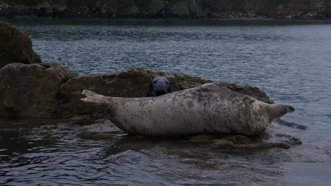 Two seals resting in the sea Video stock 72903672