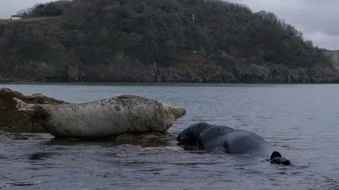 Two seals resting in the sea Stock Footage 72903679