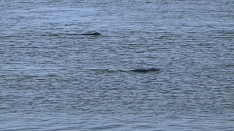 Two seals in the sea Video stock 100232728