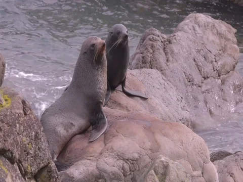 Two Seals Sitting on Rock Vídeo Stock 80790499