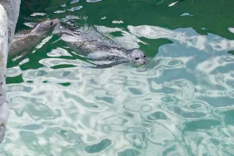 Two seals on surface of the water Stock Photos