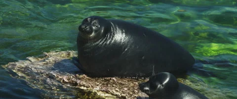 Two SealsMating Games Stock Footage 168161465