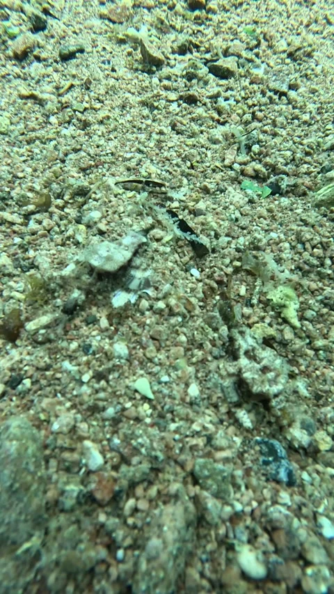 Two Seamoths Moving on the Sand Stock Footage 319954557