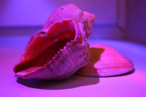 Two seashells after dark Stock Photos