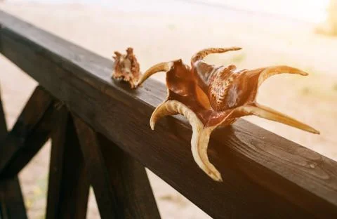 Two seashells on the background of beach and sea. They stand on wooden piece. Foto stock
