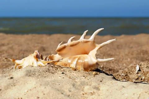Two seashells on a beach. Stock Photos