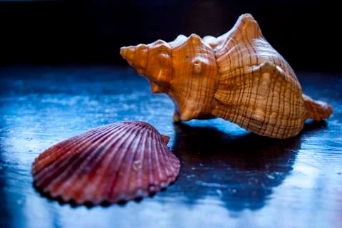 Two seashells on a blue background Stock Photos