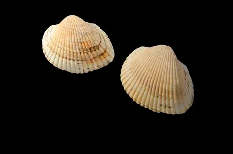 Two seashells isolated on black background Stock Photos