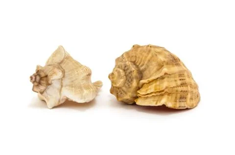 Two seashells isolated on a white background Stock Photos