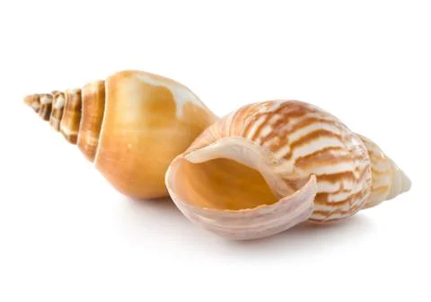 Two seashells Stock Photos