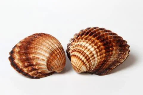Two seashells Stock-Fotos