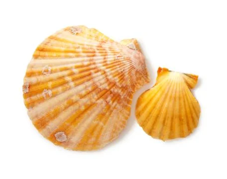 Two seashells Foto stock