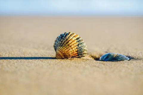 Two seashells resting on smooth sand under the bright sunlight. Stock Photos