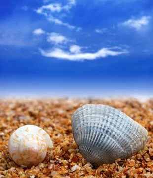 Two seashells on sand beach Stock Photos