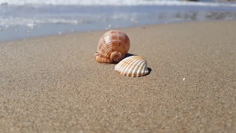 Two seashells on a sandy beach lapping by calm ocean waves 库存影片 219627889