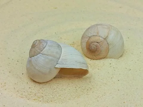 Two seashells on sandy beach, minimal summer background Stock Photos