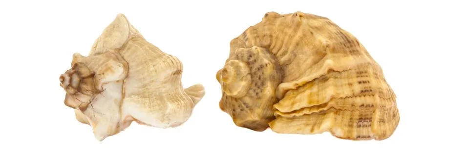 Two seashells of sea shellfish on a white background. Side view. Isolated. Stock Photos